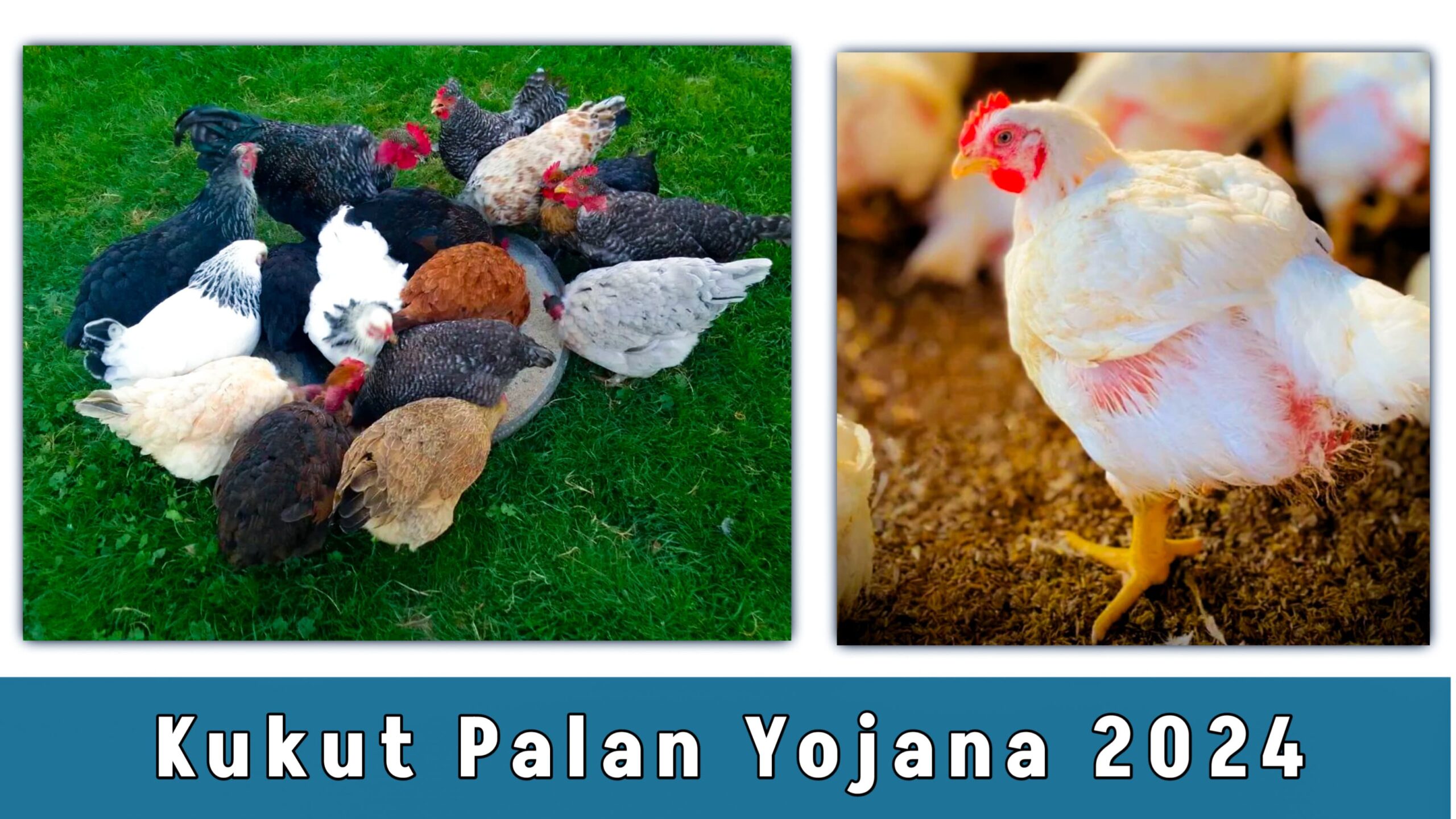 Kukut Palan Yojana 